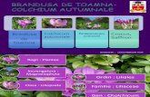 Brandusa-Colchium autumnale