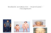 Sistem Endocrin  Hormoni  Receptori