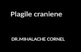 Lp 1 Plagile Craniene