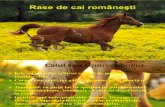 Rase de Cai Româneşti