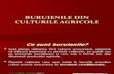 Buruienile Din Culturile Agricole (1)