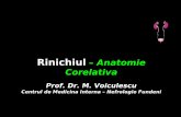 Rinichiul Anatomie Corelativa