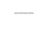 Cursul 3 Somatoscopia