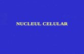 Curs Nr. 6 Nucleul Celular