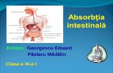 Absobtia intestinala