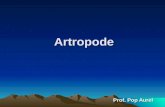 Lectie 15 Artropode Arahnide Si Crustaceae