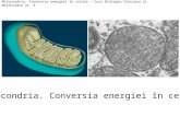Mitocondria. Conversia Energiei În Celule