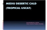 Mediu Desertic Cald