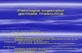 Patologia Organelor Genitale Masculine2