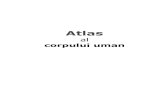 Atlas Al Corpului Uman