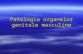 Patologia Organelor Genitale Masculine