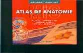 166287843 Atlas Anatomie Ed Corint