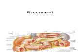 Pancreas Ul