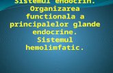 Curs AMG 13 - Sistem Endocrin Hemolimfatic