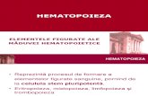 8) hematopoieza
