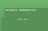 Curs5 Botanica