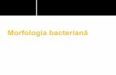 Curs Bacteriologie