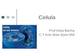 Biologie Celula