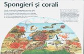 022 - Spongieri Si Corali