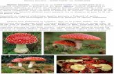 Amanita Muscaria - Buretele Mustelor Sau Buretele Pestrt-NC