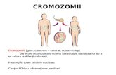 4. Cromozomii