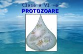 Protozoare Clasa a Via