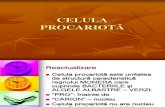 Procariot cell