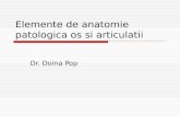 Elemente de Anatomie Patologica Os Si Articulatii