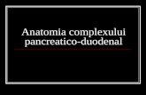 Anatomia Complexului Pancreatico-duodenal