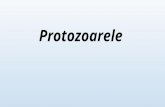 Protozoa Rele