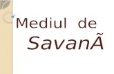 Mediul de Savana