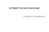 Curs 14 - Streptococ.pdf