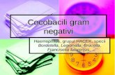 Curs Cocobacili Gram Negativi
