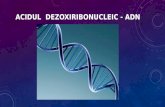 Acidul Dezoxiribonucleic - ADN