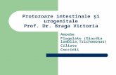 Curs II Protozoare intestinale -  Ĺ-żi urogenitale