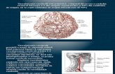 21 Urgentele Neurologice- Semiologia Neurologica