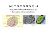 Curs 6 - Mitocondria