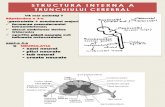Structura Interna Trunchi Cerebral