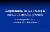LP 7 Explorarea Metabolismului Proteic