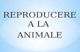 Reproducerea La Animale