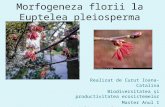 Morfogeneza Florii La Euptelea Pleiosperma 2003