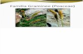 Familia Graminee (Poaceae)