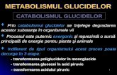 METABOLISM GLUCITE - Glicoliza- Catabolism