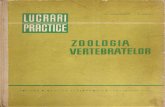 Z.matic - M.teodoreanu - Lucrari Practice de Zoologia Vertebratelor