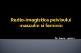 Radio-imagistica pelvisului masculin si feminin