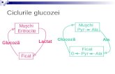 Ciclurile glucozei