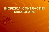 2-Biofizica Contractiei Musculare