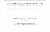 curs-2+3-organizarea moleculara a membranelor.pdf