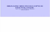 Imagini microscopice Histologie