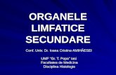 Curs II Organele Limfatice.pptcurs